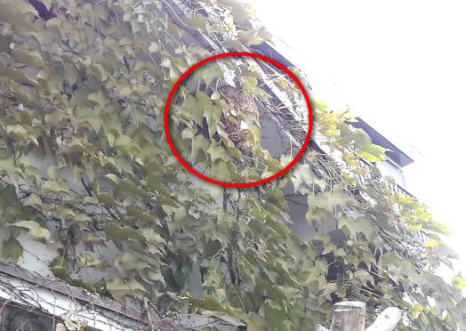 スズメバチ駆除軒下